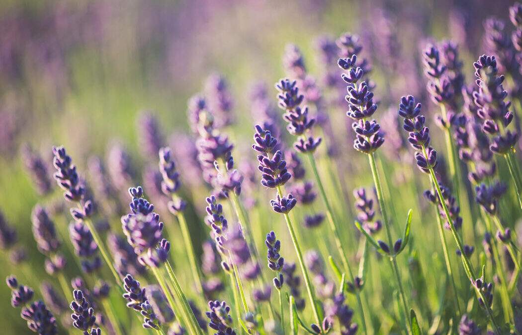 Lavendel made in Switzerland